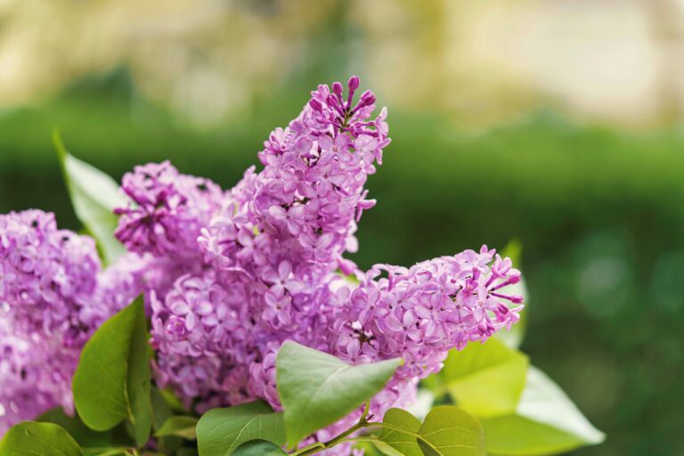 Why South Jersey Loves Lilac — Lilac Beauty Clinic